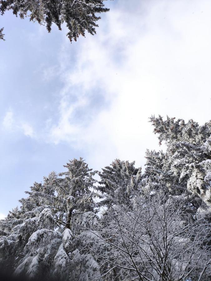 Zentrale Und Gemuetliche Ferienwohnung In Winterberg Nah An Der Natur ภายนอก รูปภาพ